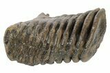 Partial Woolly Mammoth Fossil Molar - Poland #235272-4